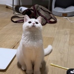 고양이무료분양 브리티쉬 숏헤어 무료분양, 고양이무료분양포털 주세요닷컴 No414849