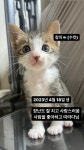 서울고양이무료분양 한국 고양이 무료분양, 고양이무료분양포털 주세요닷컴 No417299