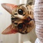 고양이무료분양 한국 고양이 무료분양, 고양이무료분양포털 주세요닷컴 No417404