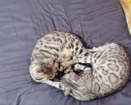 경상남도고양이무료분양 뱅갈 무료분양, 고양이무료분양포털 주세요닷컴 No426838