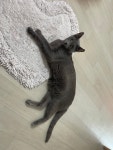 경기도고양이무료분양 러시안 블루 무료분양, 고양이무료분양포털 주세요닷컴 No428975