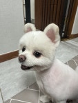 대전강아지무료분양 포메라니안 무료분양, 강아지무료분양포털 주세요닷컴 No431867