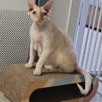 고양이무료분양 데몬렉스 무료분양, 고양이무료분양포털 주세요닷컴 No436487