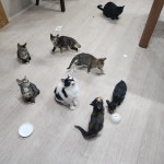 고양이무료분양 주세요닷컴 고양이무료분양 256페이지