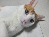 서울시고양이무료분양 한국 고양이 무료분양, 고양이무료분양포털 주세요닷컴 No446642