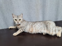 고양이무료분양 뱅갈 무료분양, 고양이무료분양포털 주세요닷컴 No447565