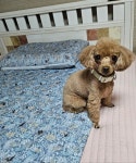 강아지무료분양 푸들 입양,, 강아지무료분양포털 주세요닷컴 No475870