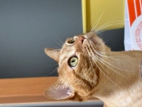 부산고양이무료분양 한국 고양이 무료분양, 고양이무료분양포털 주세요닷컴 No476577