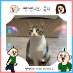 서울고양이무료분양 한국 고양이 무료분양, 고양이무료분양포털 주세요닷컴 No477786