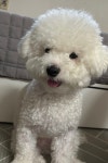 국내최대 반려동물무료분양 포털, 반려동물 분양, 애견, 고양이, 고슴도치, 햄스터, 토끼, 티컵강아지 무료분양 정보제공. 주세요닷컴... 