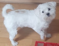 강아지무료분양 말티푸 입양,, 강아지무료분양포털 주세요닷컴 No496516