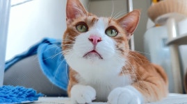 서울시고양이무료분양 한국 고양이 무료분양, 고양이무료분양포털 주세요닷컴 No499826