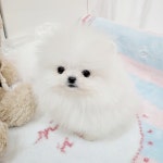 강아지분양 포메라니안.꼬숑 분양 강아지분양포털 주세요닷컴 No1347874