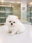 서울 강아지분양 포메라니안 분양 강아지분양포털 주세요닷컴 No1350100