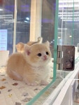 고양이분양 먼치킨 분양 고양이분양포털 주세요닷컴 No1350210