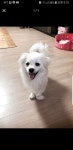 전라북도강아지무료분양 말티 스피츠 믹스 무료분양, 강아지무료분양포털 주세요닷컴 No262120