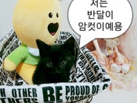 광주고양이무료분양 한국 고양이 무료분양, 고양이무료분양포털 주세요닷컴 No267476