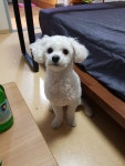 대구 강아지무료분양 푸숑 무료분양 강아지무료분양포털 주세요닷컴 No290875