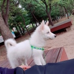 인천 강아지무료분양 폼스키 무료분양 강아지무료분양포털 주세요닷컴 No325930