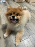 대전 강아지무료분양 포메라니안 무료분양 강아지무료분양포털 주세요닷컴 No398025