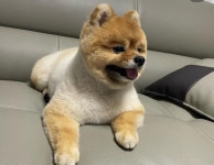 대전 강아지무료분양 포메라니안 무료분양 강아지무료분양포털 주세요닷컴 No398025