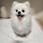 서울 강아지무료분양 포메라니안 무료분양 강아지무료분양포털 주세요닷컴 No403655