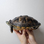 경기도 무료분양 페닌슐라쿠터 무료분양 무료분양포털 주세요닷컴 No425613