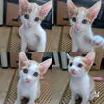 광주 고양이무료분양 한국 고양이 무료분양 고양이무료분양포털 주세요닷컴 No433856