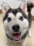 강아지무료분양 폼스키 무료분양 강아지무료분양포털 주세요닷컴 No451696