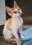 인천 고양이무료분양 데본렉스 무료분양 고양이무료분양포털 주세요닷컴 No463970