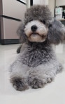 경기도강아지무료분양 토이푸들 무료분양, 강아지무료분양포털 주세요닷컴 No489732