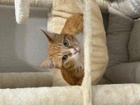 강아지무료분양 고양이무료분양 주세요닷컴