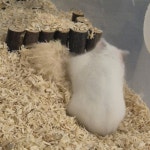 강아지무료분양 고양이무료분양 주세요닷컴