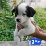 강아지무료분양 고양이무료분양 주세요닷컴