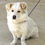 강아지무료분양 고양이무료분양 주세요닷컴