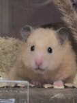 경기도 무료분양 골든 햄스터 무료분양 무료분양포털 주세요닷컴 No517986