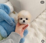 강아지무료분양 고양이무료분양 주세요닷컴