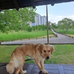 강아지무료분양 고양이무료분양 주세요닷컴