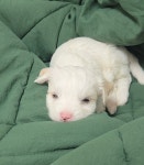 강아지무료분양 고양이무료분양 주세요닷컴