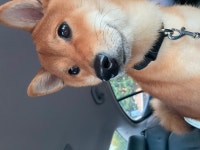 강아지무료분양 고양이무료분양 주세요닷컴