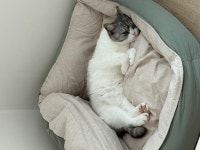 강아지무료분양 고양이무료분양 주세요닷컴