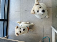 강아지무료분양 고양이무료분양 주세요닷컴