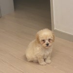 부산 강아지무료분양 푸들 무료분양 강아지무료분양포털 주세요닷컴 No535298