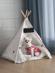 대전 강아지무료분양 포메라니안 무료분양 강아지무료분양포털 주세요닷컴 No537894