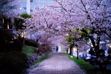 K2Web Wizard K2WebWizard