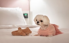 역삼 A-NA HOTEL 도그&캣 | 대한민국 최저가 종합숙박 예약 | 야놀자 공식 모바일 사이트