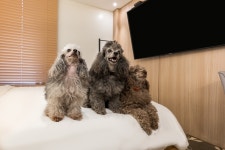 안양 Premier Hotel XYM 데일리호텔 - 호텔&레스토랑 할인예약