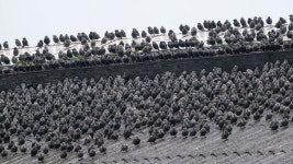 Witnessing the synchronised dance of a million starlings in Denmark - BBC Travel Witnessing the synchronised dance of a million... 