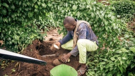CGIAR Yam Farmer The leaf helping yam farmers stop pests