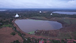 CGIAR Yam Farmer The leaf helping yam farmers stop pests